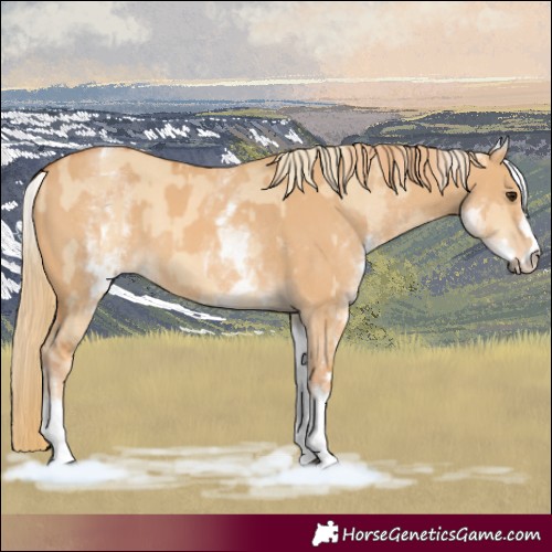 Horse Color:White Spotted Red Dun Rabicano  and White Spotted Red Dun Rabicano 