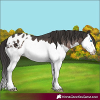 Horse Color:Platinum Liver Chestnut Splash Appaloosa 