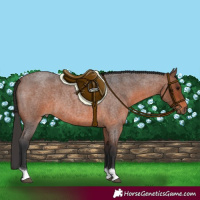 Horse Color:Brown Roan 