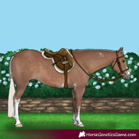 Horse Color:Silver Black Sabino