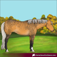 Horse Color:Silver Buckskin 