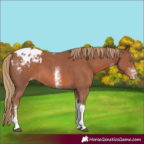 Horse Color:Chestnut Sabino Tobiano Appaloosa 