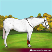 Horse Color:Liver Chestnut Sabino 