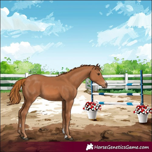 Horse Color:Chestnut 