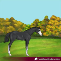 Horse Color:Black Sabino 