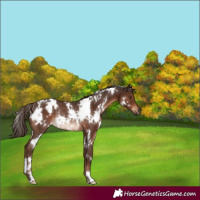 Horse Color:White Spotted Liver Chestnut Rabicano 