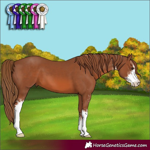 Horse Color:Chestnut Sabino 