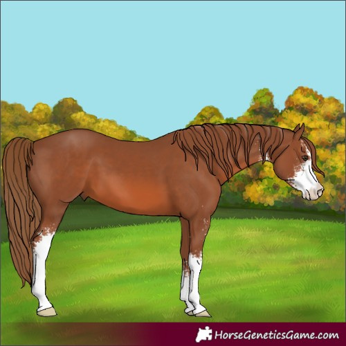 Horse Color:Chestnut Sabino 