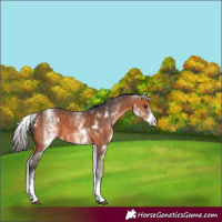 Horse Color:White Spotted Bay 