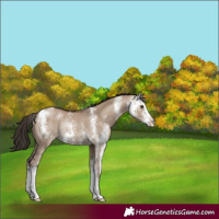 Horse Color:Liver Red Dun Sabino Rabicano 