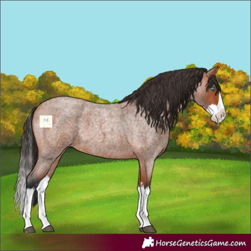 Horse Color:Bay Roan Splash 