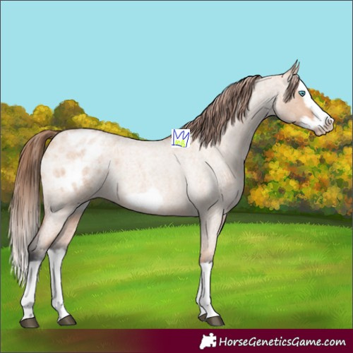 Horse Color:Bay Roan Dun Splash Frame Blanket Rabicano 