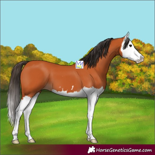Horse Color:Bay Splash 