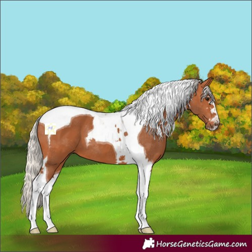 Horse Color:Silver Bay Tobiano 