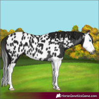 Horse Color:Gray Black Splash Near Leopard 