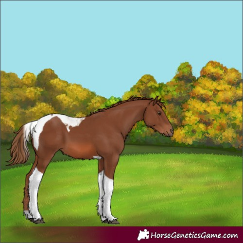 Horse Color:Chestnut Tobiano 