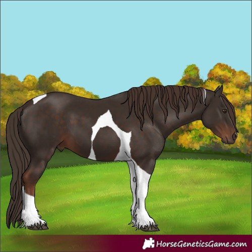 Horse Color:Liver Chestnut Tobiano 