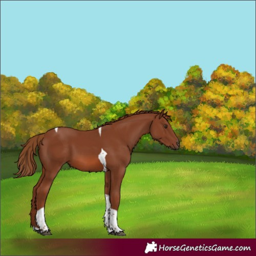 Horse Color:Chestnut Tobiano 
