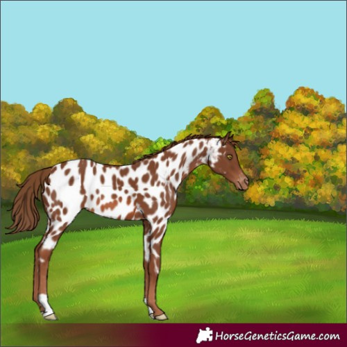 Horse Color:Chestnut Appaloosa 