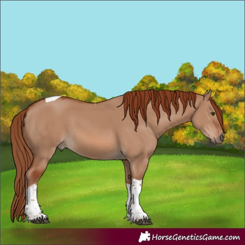 Horse Color:Red Dun Tobiano 