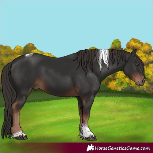 Horse Color:Liver Chestnut Tobiano 