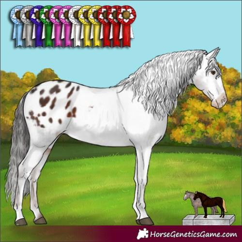 Horse Color:Liver Chestnut Appaloosa 