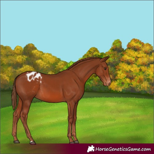 Horse Color:Chestnut Appaloosa 