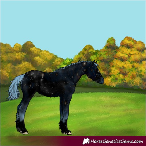 Horse Color:ERROR: UNKNOWN ANOMALY