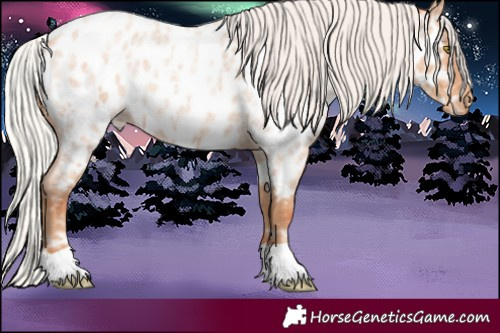 Horse Color:Silver Amber Champagne Roan Appaloosa