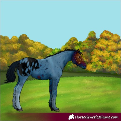 Horse Color:ERROR: UNKNOWN ANOMALY