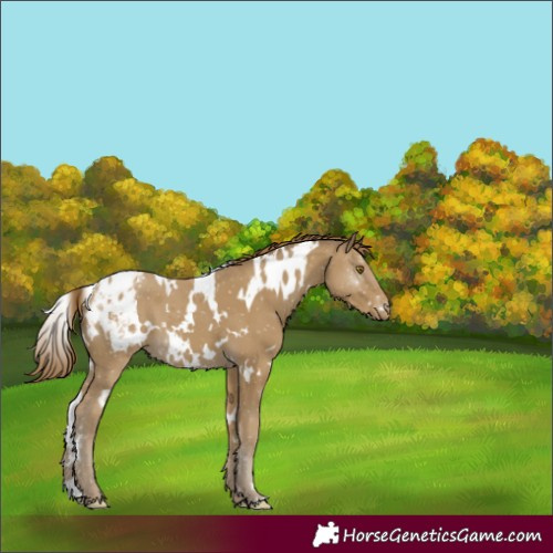 Horse Color:White Spotted Classic Cream Champagne Appaloosa 