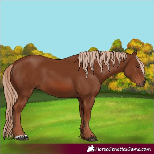 Horse Color:Chestnut 