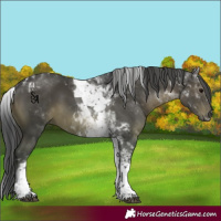 Horse Color:White Spotted Black Tobiano 