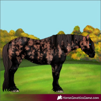 Horse Color:Void Buckskin Sabino Splash