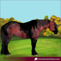 Horse Color:Void Buckskin Sabino Splash Tobiano