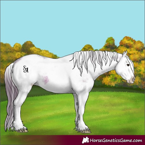 Horse Color:White Spotted Brown Dun Splash Varnish 