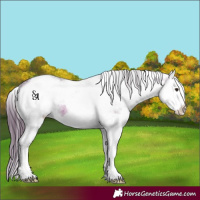 Horse Color:White Spotted Brown Dun Splash Appaloosa 
