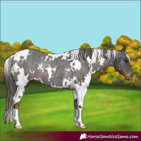 Horse Color:White Spotted Liver Chestnut Appaloosa Rabicano