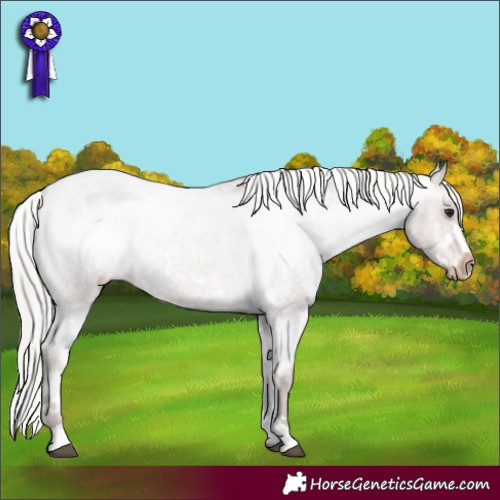 Horse Color:White Spotted Silver Brown Roan Appaloosa Rabicano 