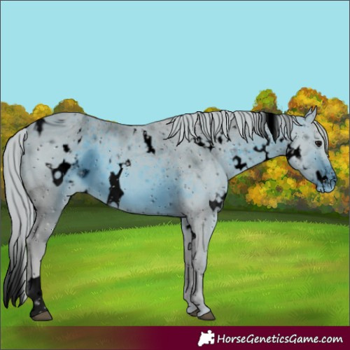 Horse Color:ERROR: UNKNOWN ANOMALY