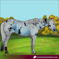 Horse Color:ERROR: UNKNOWN ANOMALY