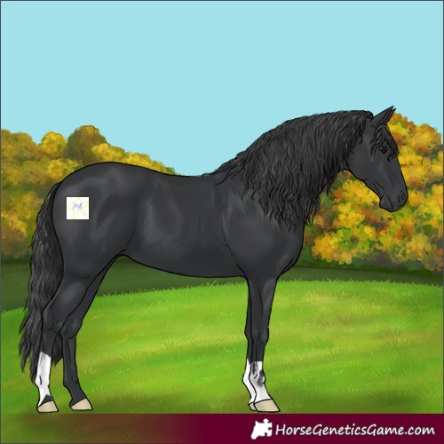 Horse Color:Black 