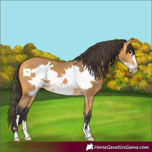 Horse Color:Buckskin Frame 