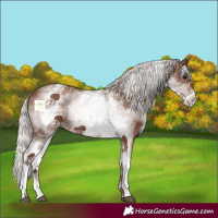 Horse Color:White Spotted Silver Black 