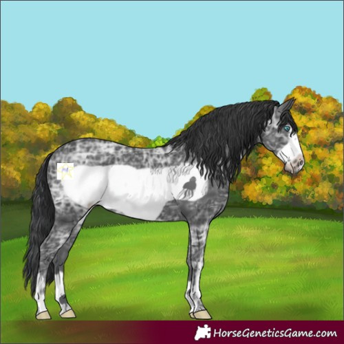 Horse Color:Black Ice Frame 