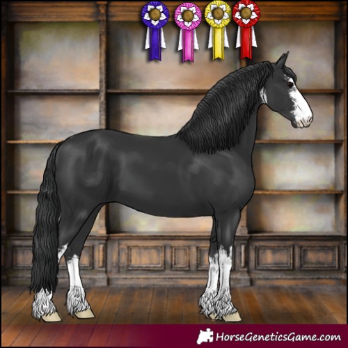 Horse Color:White Spotted Black 