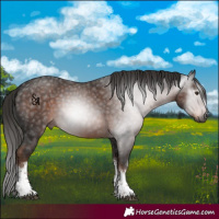 Horse Color:Gray White Spotted Liver Chestnut 