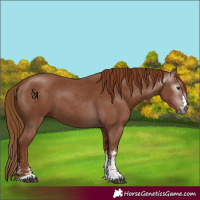 Horse Color:Gray Chestnut Sabino
