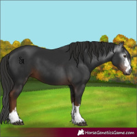 Horse Color:Gray Liver Chestnut
