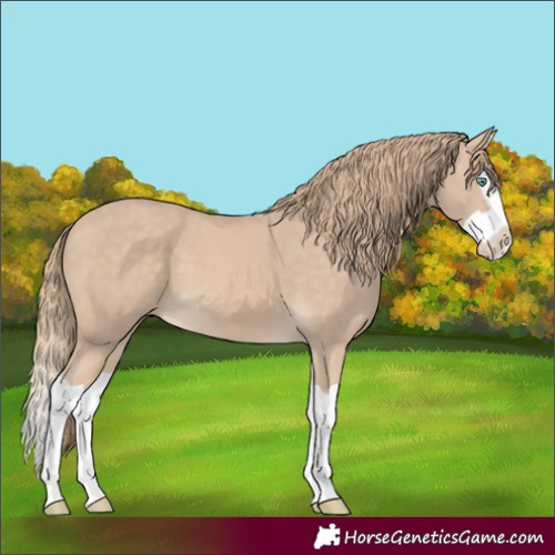 Horse Color:Perlino Splash